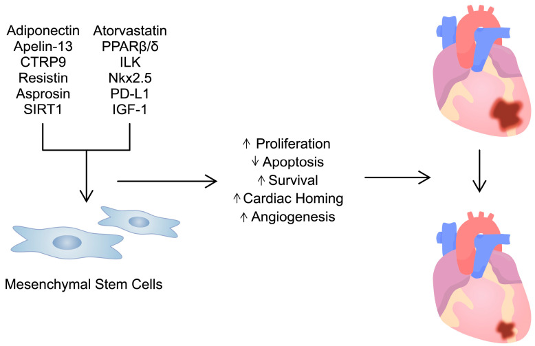 圖3:用多種試劑/分子預(yù)處理間充質(zhì)干細胞可增強其活性。這可用于治療心臟病,例如心肌梗塞。 圖3:用多種試劑/分子預(yù)處理間充質(zhì)干細胞可增強其活性。這可用于治療心臟病,例如心肌梗塞。