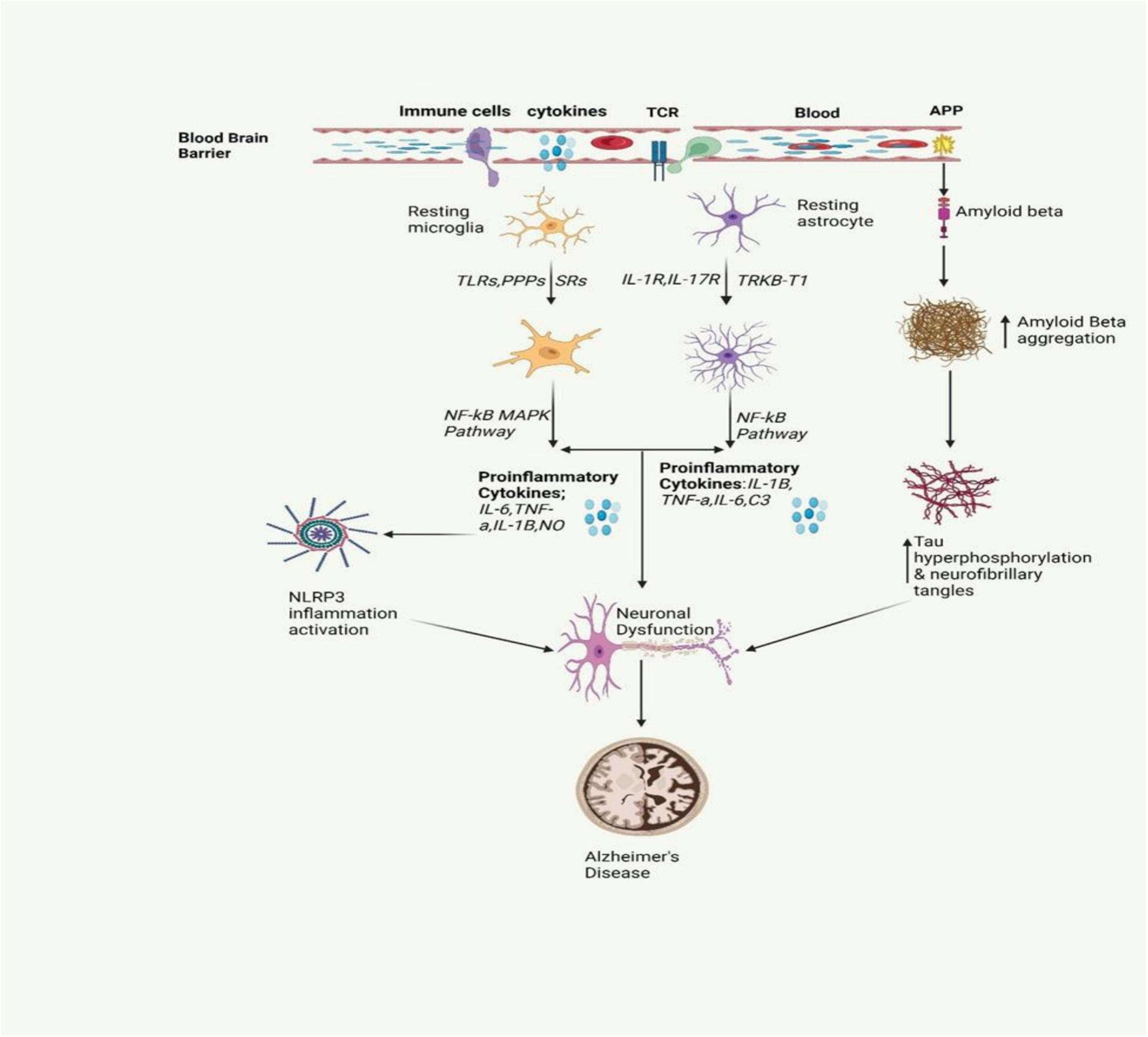 圖2：圖中描繪了AD中涉及的炎癥信號傳導(dǎo)通路。