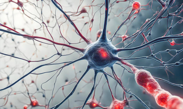 人類神經干細胞的臨床轉化 人類神經干細胞的臨床轉化