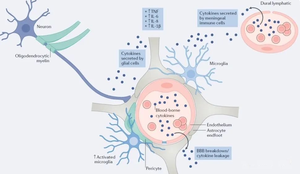 ▲從細胞學上看：抑郁癥的出現與小膠質細胞數量減少有關