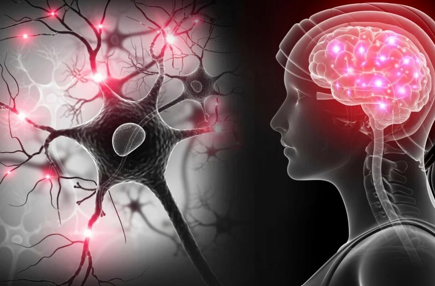 干細胞移植治療神經系統(tǒng)疾病的現狀和未來展望