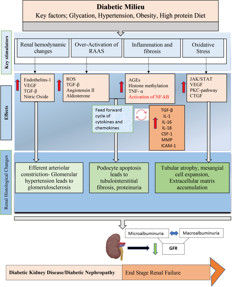 圖2：糖尿病腎病的特征是代謝和血液動(dòng)力學(xué)異常，這些異常與多種ROS 相關(guān)途徑相互作用