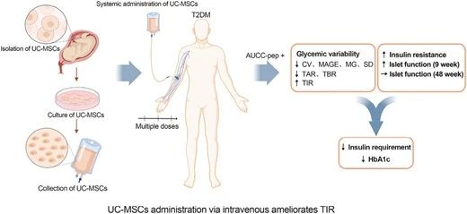 UC-MSCs可以通過靜脈輸注的方式來改善2型糖尿病患者的血糖控制。