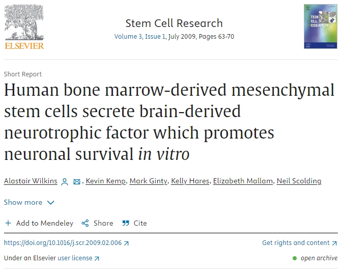 人類骨髓間充質干細胞分泌腦源性神經營養(yǎng)因子，促進體外神經元存活