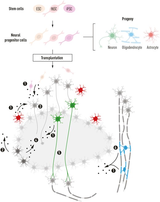 圖2：神經祖細胞 (NPC) 的潛在影響說明