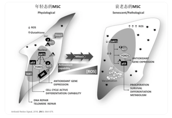 △年輕態(tài)的干細(xì)胞胞體飽滿、呈明顯的梭形；衰老的干細(xì)胞胞體寬大扁平