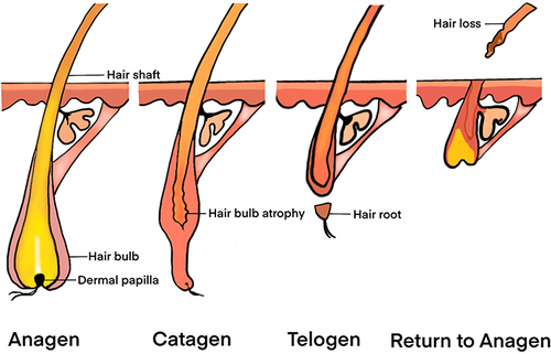 圖1:毛囊結構和毛發周期。 圖1:毛囊結構和毛發周期