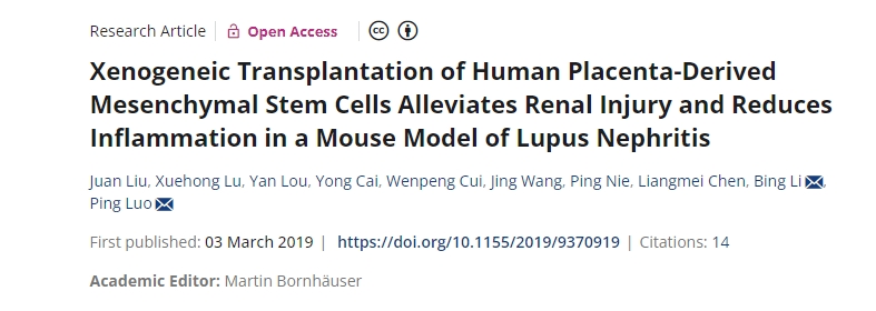 人類胎盤來源的間充質干細胞異種移植可減輕狼瘡性腎炎小鼠模型的腎臟損傷并減少炎癥