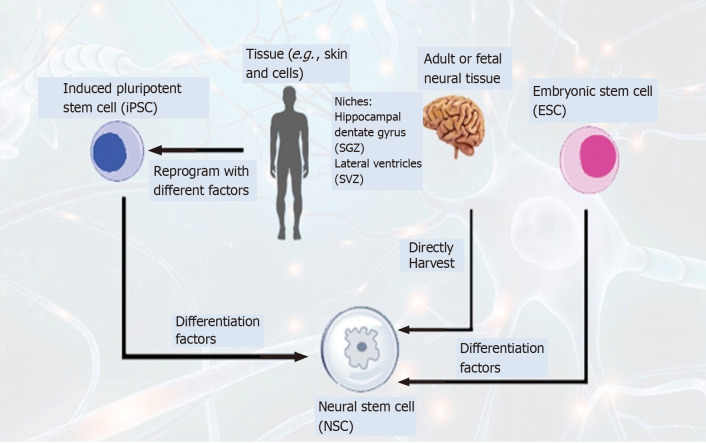 圖4：通過不同方法生成神經干細胞以治療神經退行性疾病的示意圖。
