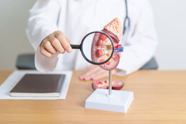 干細胞治療急性腎損傷中的應用——當前可用數據和未來展望 干細胞治療急性腎損傷中的應用——當前可用數據和未來展望