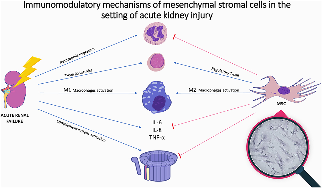 圖1:間充質基質細胞在急性腎損傷中的免疫調節機制。 圖1:間充質基質細胞在急性腎損傷中的免疫調節機制。