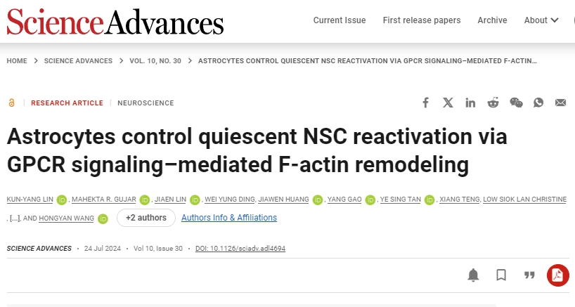 星形膠質細胞通過 GPCR 信號介導的 F-肌動蛋白重塑控制靜止 NSC 再激活