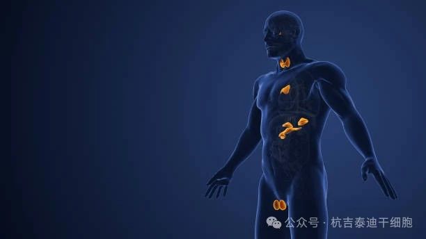 內分泌系統疾病 內分泌系統疾病