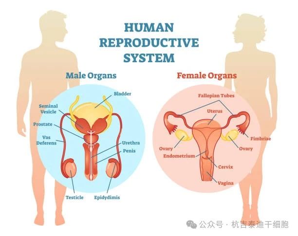 生殖系統疾病 生殖系統疾病