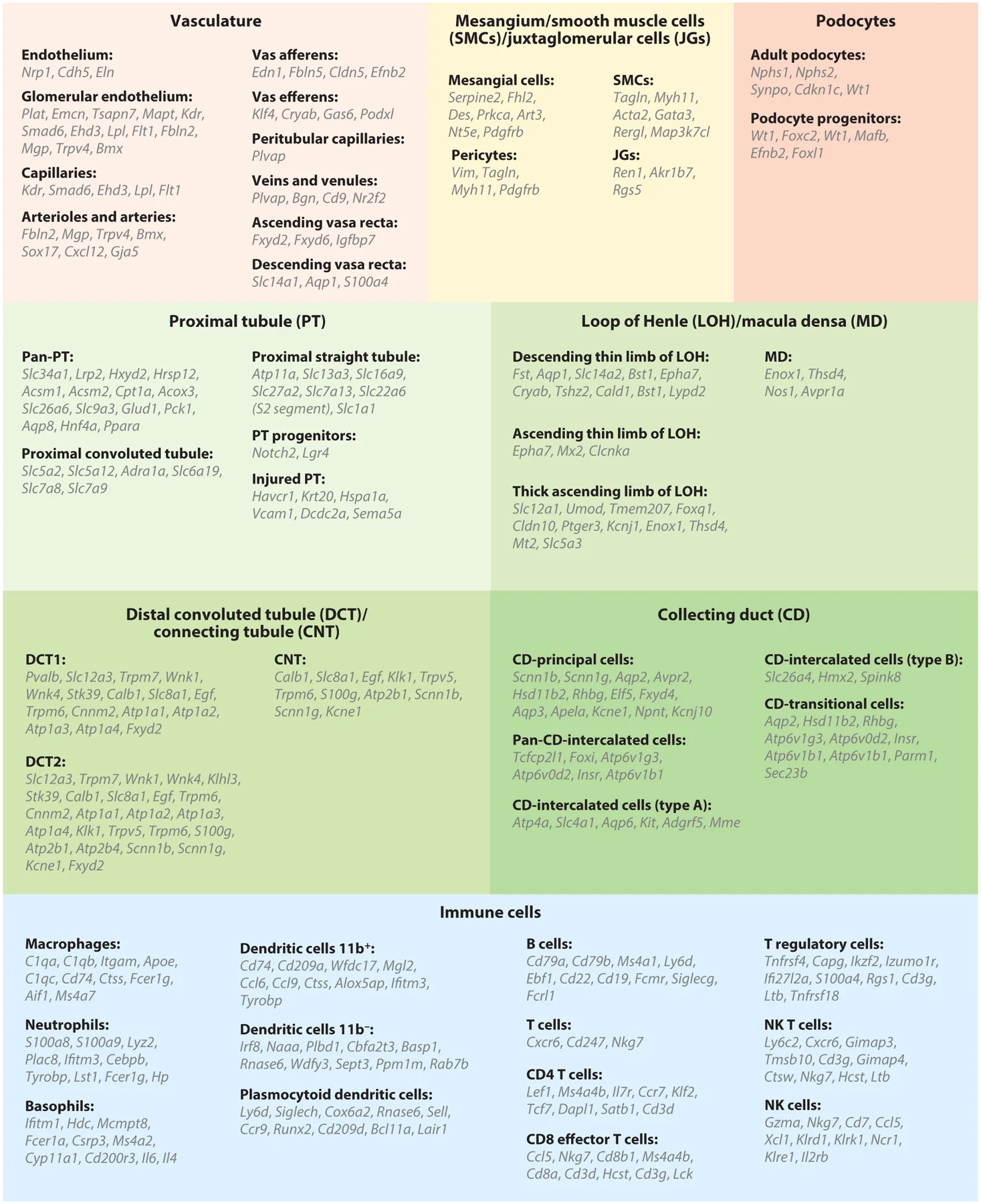圖4:腎臟上皮細胞、內皮細胞和免疫細胞的細胞類型特異性標記基因 圖4:腎臟上皮細胞、內皮細胞和免疫細胞的細胞類型特異性標記基因