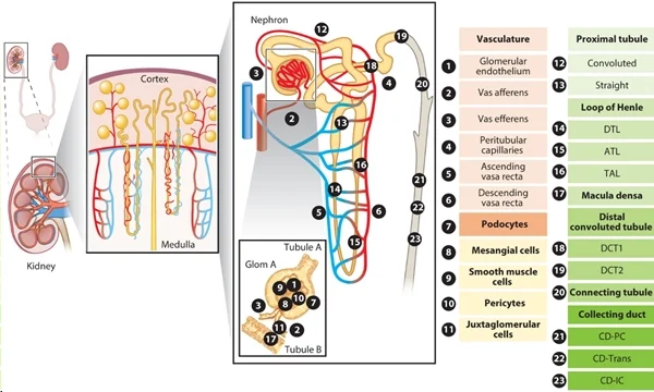 圖 1:腎臟上皮細胞和內皮細胞概覽。圖片來源:PMID:34843404