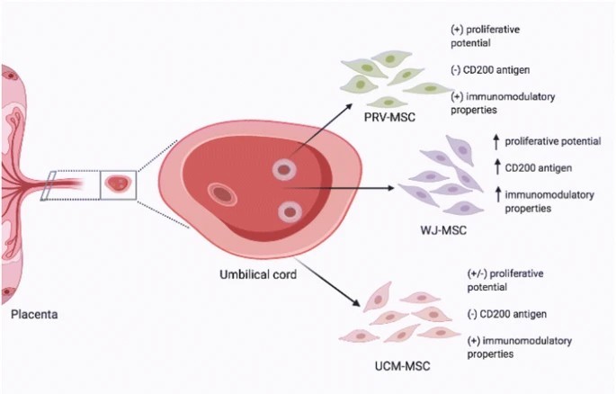 臍帶間充質(zhì)干細胞的來源、特性、作用是什么？