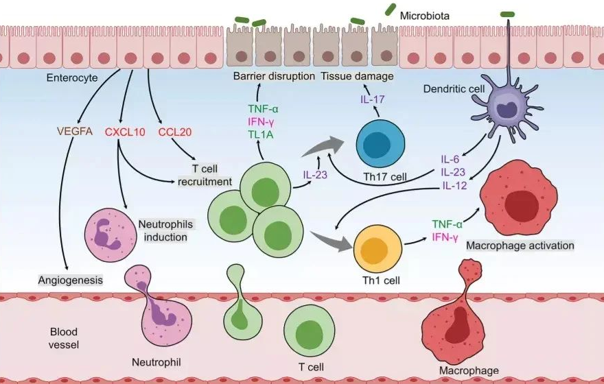 臍帶間充質(zhì)干細(xì)胞