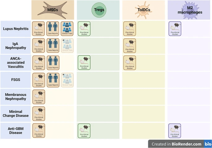 自身免疫性腎病調節性細胞療法的開發階段。