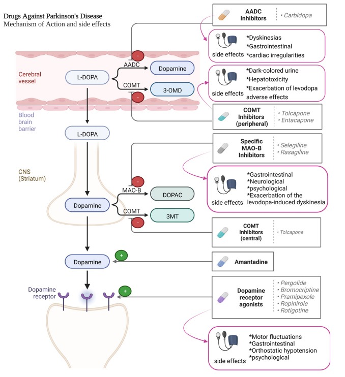 圖2：帕金森病患者使用的藥物及其作用機制。