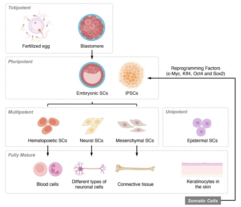 圖1：基于分化潛力和發(fā)育階段的干細胞分類概述。