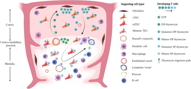 圖1：T細胞的發育和選擇在胸腺微環境中受時空信號以及與支持基質、上皮和造血細胞相互作用的引導