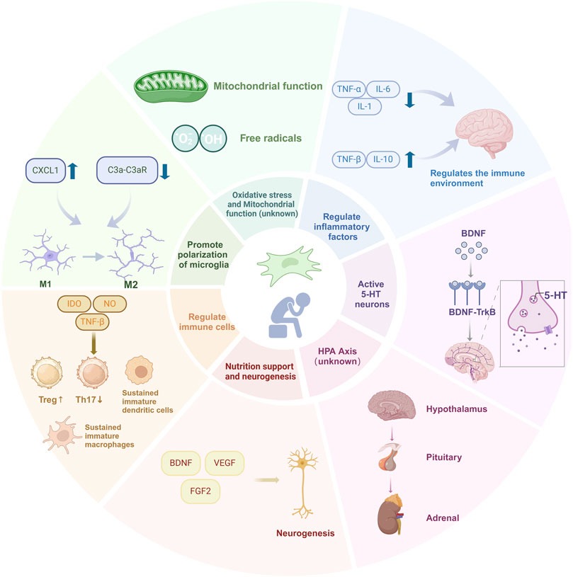 圖1：目前對(duì)干細(xì)胞治療抑郁癥的分子機(jī)制的理解
