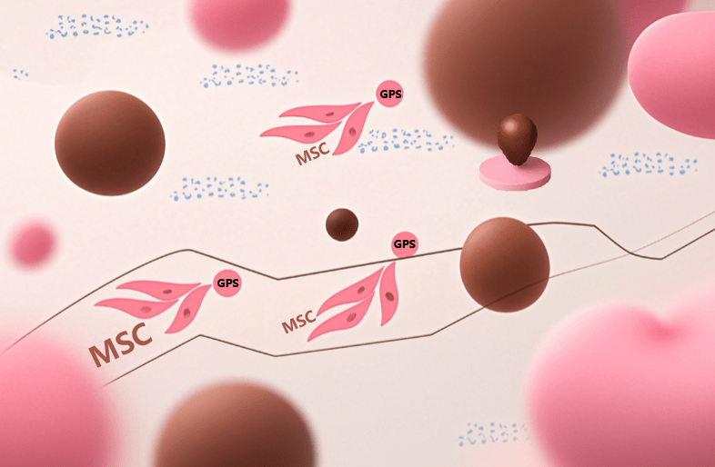 干細(xì)胞治療后為啥效果不一？是什么原因?qū)е碌模? class=