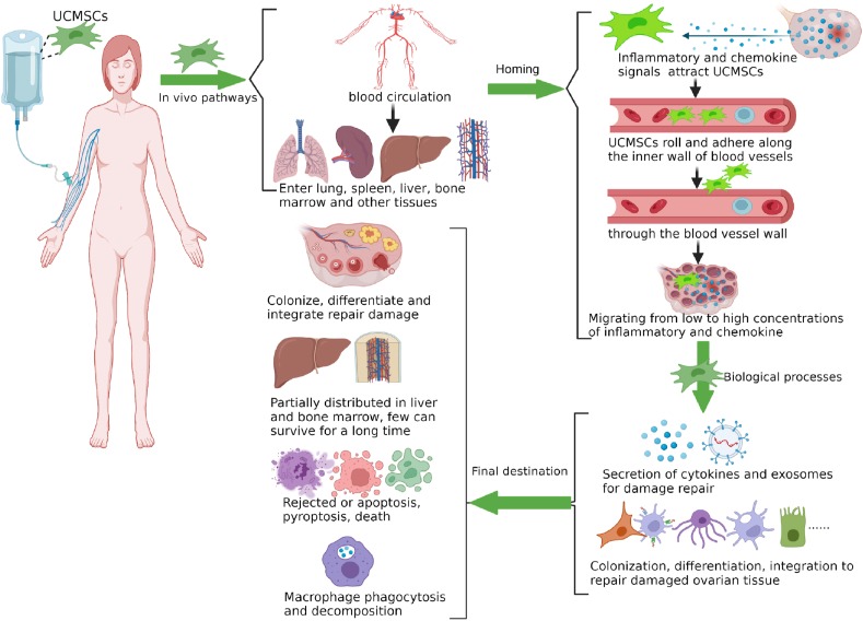 圖1：臍帶間充質干細胞在體內的命運。