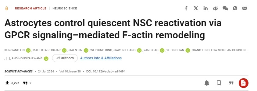 星形膠質(zhì)細(xì)胞通過 GPCR 信號介導(dǎo)的 F-肌動蛋白重塑控制靜止 NSC 再激活