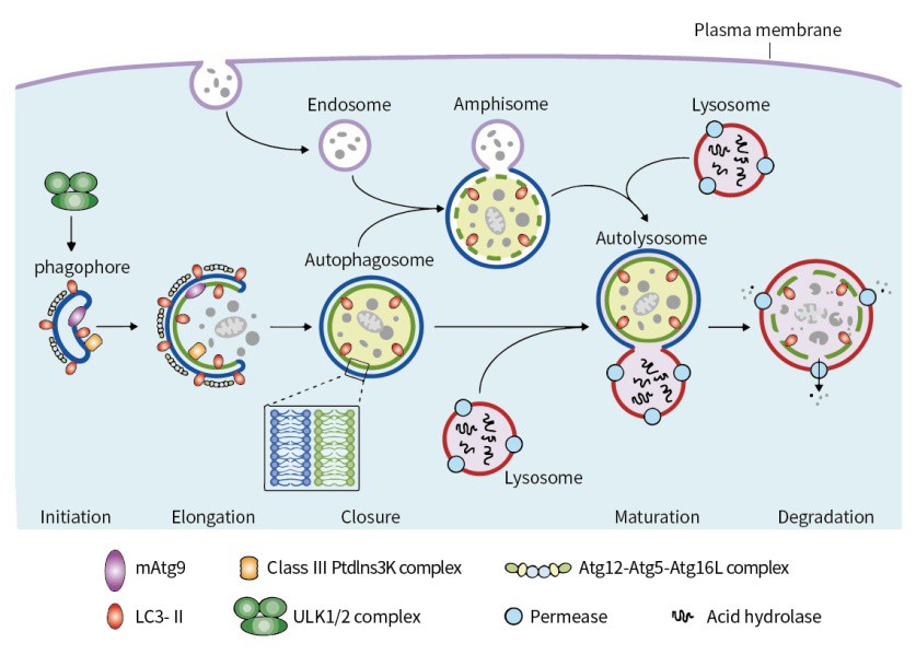 什么是細(xì)胞自噬? 什么是細(xì)胞自噬?