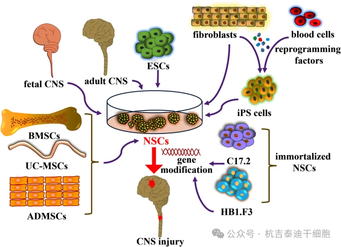 神經干細胞的起源和分化示意圖