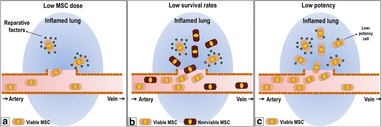 圖1：阻礙間充質干細胞療法的因素。