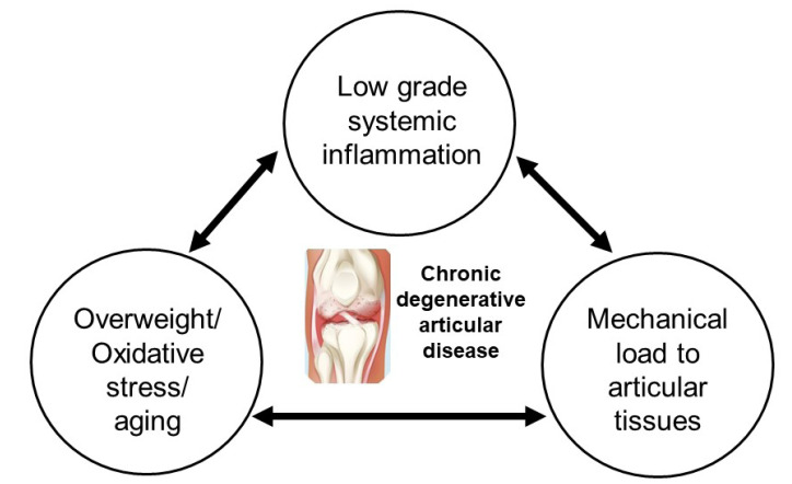 圖1：膝骨關節炎的病理生理學。