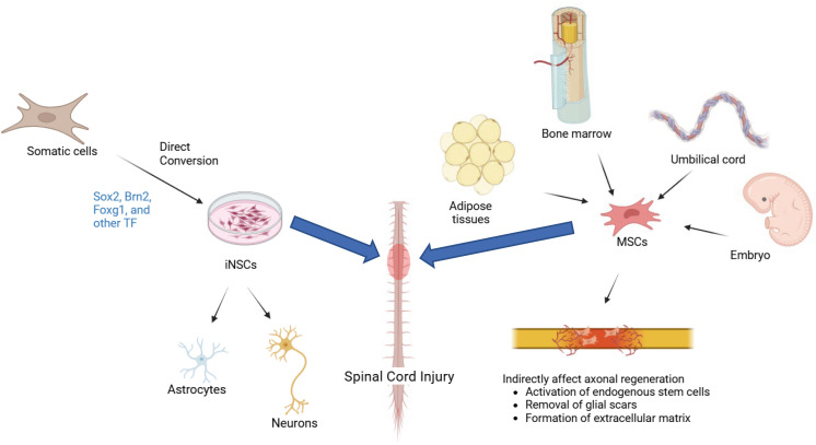 圖1：iNSC（左）和 MSC（右）的比較：由體細胞重新編程的iNSC專注于神經元再生和神經營養支持，而來自骨髓、脂肪或臍帶的MSC提供抗炎、免疫調節作用和細胞外基質重塑，用于脊髓損傷修復。