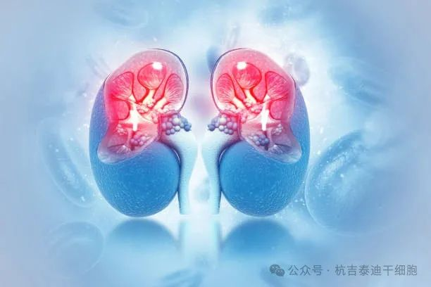 干細胞治療腎臟疾?。何磥砟I臟健康的先進解決方案
