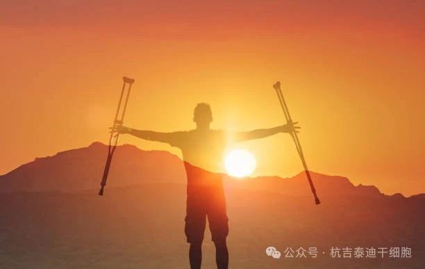 探尋脊髓損傷神經(jīng)再生之路，神經(jīng)干細胞移植技術(shù)在眾多方法中脫穎而出