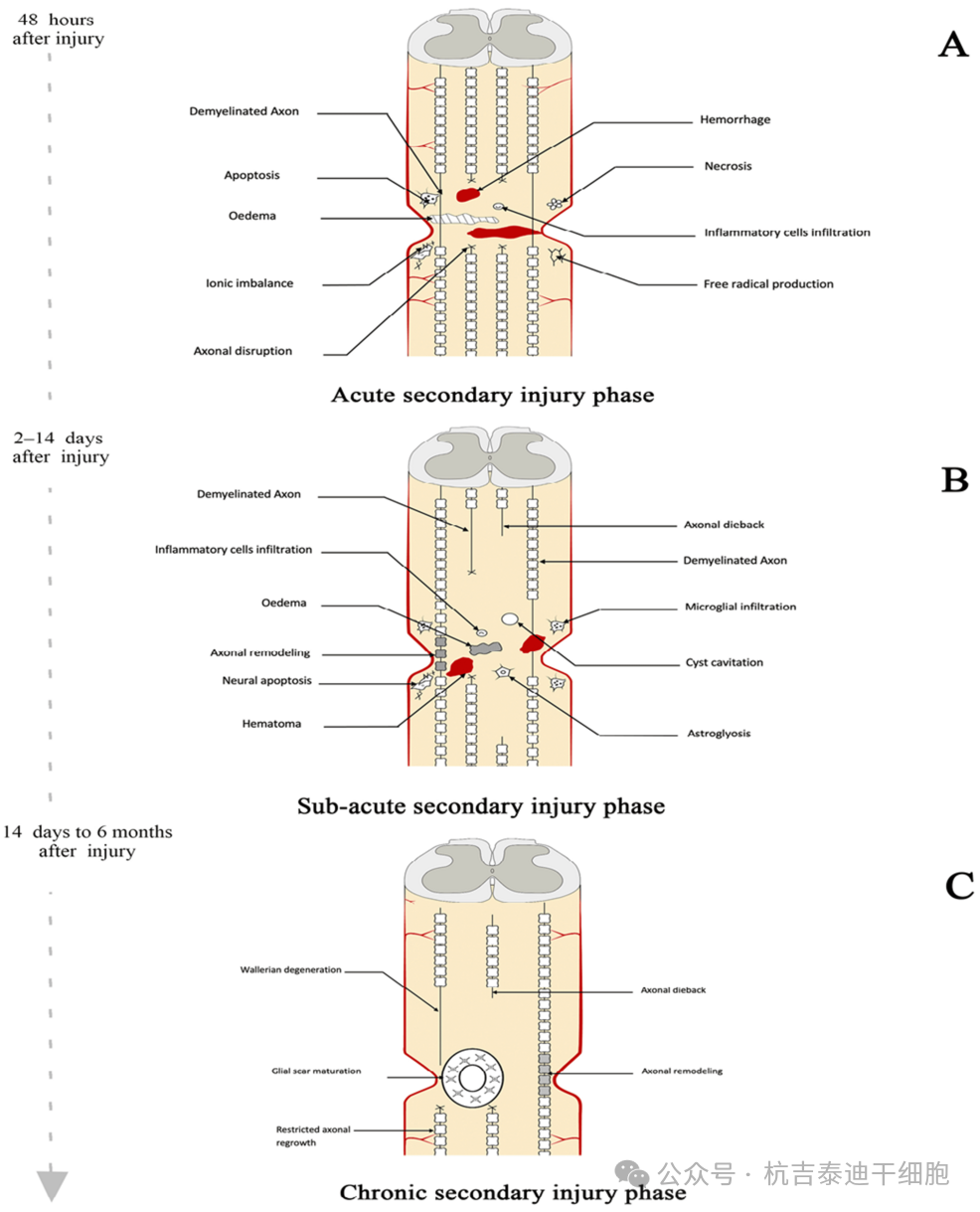 圖2：繼發(fā)性病變進展