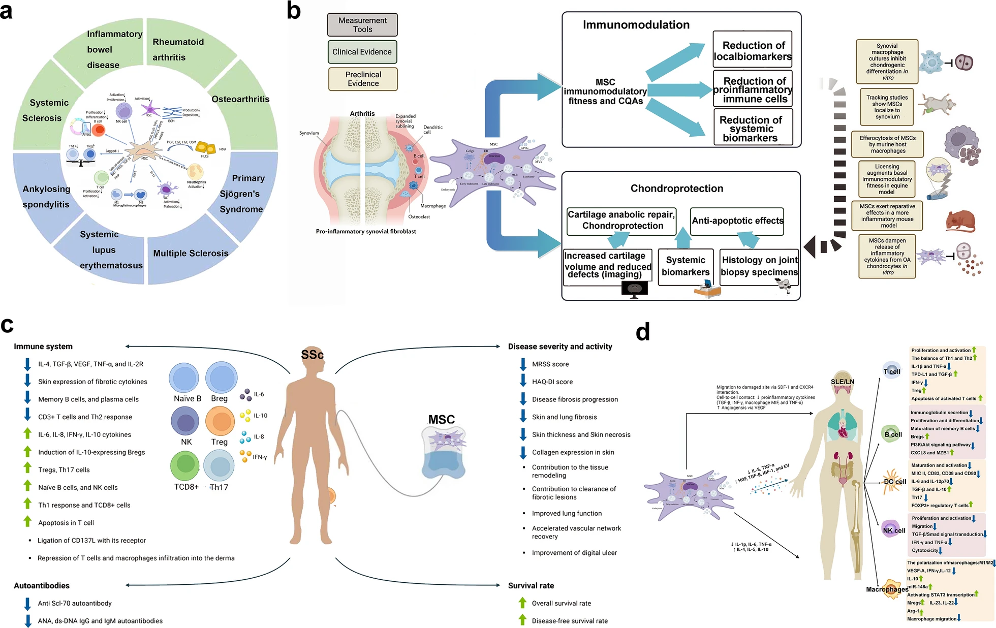 圖18：間充質(zhì)干細(xì)胞治療不同疾病的機(jī)制（a：自身免疫性疾病和風(fēng)濕性免疫疾病；b：炎性關(guān)節(jié)炎；c：Ssc；SLE和LN）
