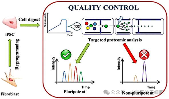 圖5：描述了一種基于蛋白質組學的方法來篩選誘導性多能干細胞。