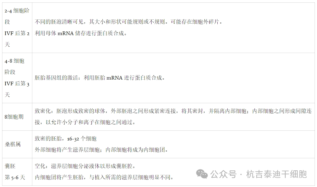 表1：人類胚胎的階段突出顯示了胚胎干細胞提取的正確階段。