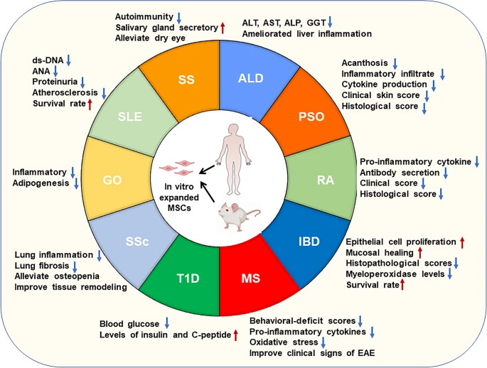 圖2：間充質干細胞治療自身免疫性疾病的臨床前研究