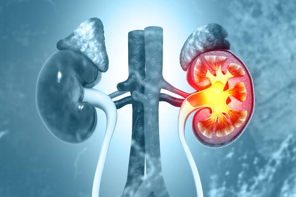 從糖尿病到狼瘡腎炎：干細胞能否治療繼發性腎病？