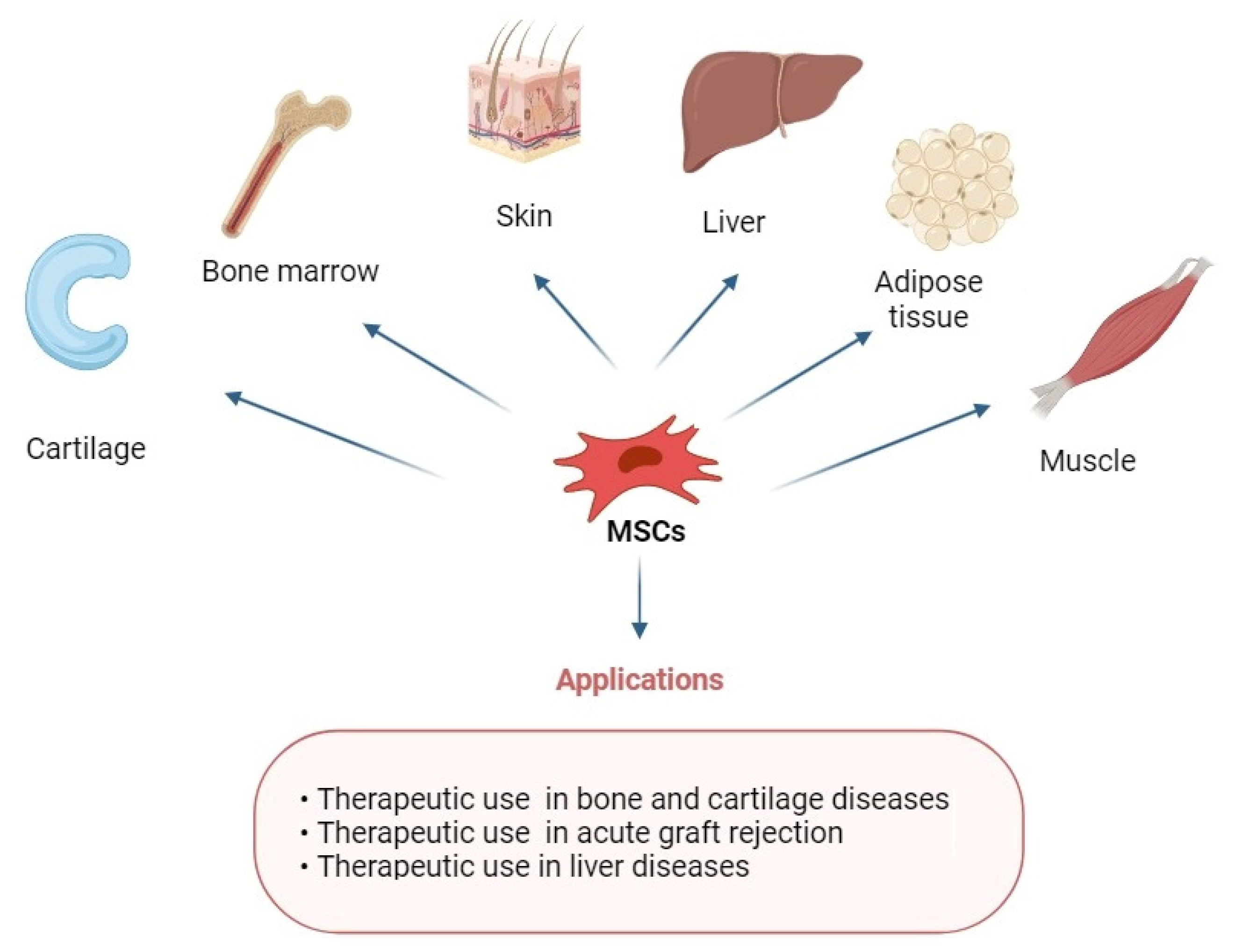 圖1：具有多重分化潛能的MSCs在修復各種組織中的應用。