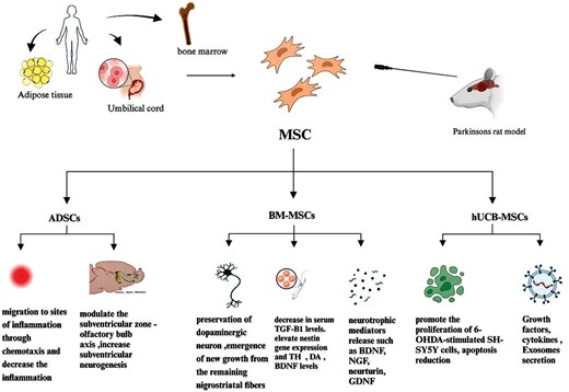 圖4：不同類型的間充質(zhì)干細胞在帕金森病中的治療潛力和機制的概述。