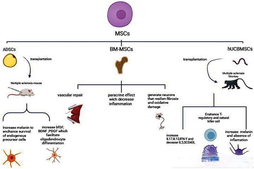 圖3：不同類型的間充質(zhì)干細胞 (MSC) 通過多種機制對多發(fā)性硬化癥的治療產(chǎn)生影響。
