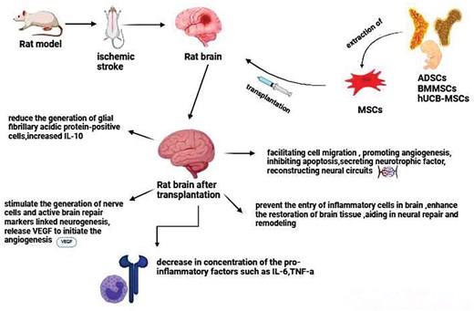 圖2.不同類型的間充質(zhì)干細胞治療中風的機制。