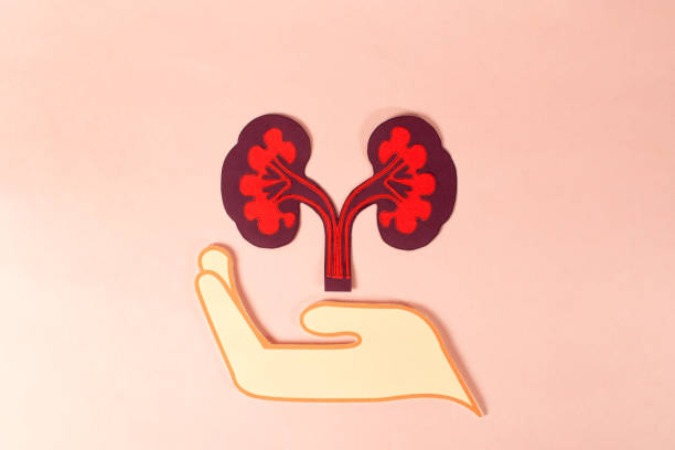 間充質干細胞治療腎病：不同劑量與給藥途徑會影響療效嗎？