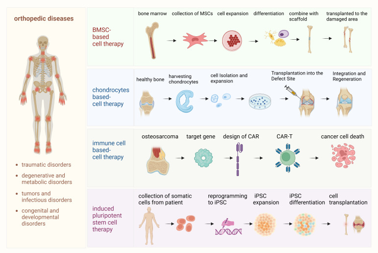 圖1：骨科疾病細胞療法的詳細流程。該圖概述了用于治療骨科疾病的各種細胞療法所涉及的逐步流程。