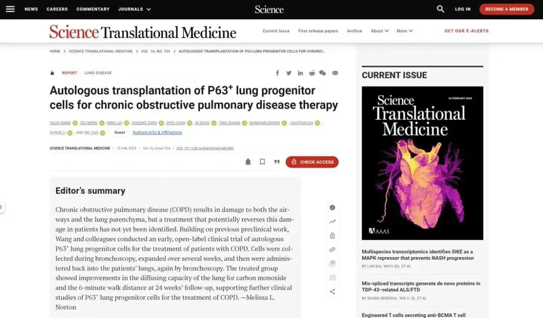 移植自體P63陽性肺前體細胞用于慢性阻塞性肺病的治療
